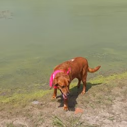 River Road Dog Park photo 2